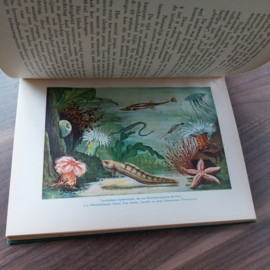 Handboek voor aquarium en terrarium kunde