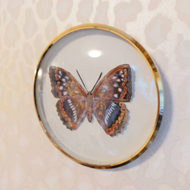 Lijstje goud met geschilderde vlinder