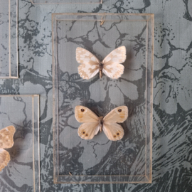 Vintage lijstje vlinders plexiglas