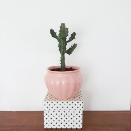 Roze bolvormige bloempot