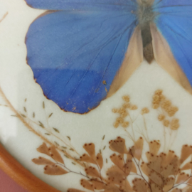 Vlinder vintage Morpho houten lijst