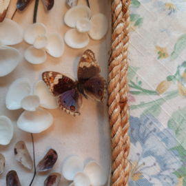 Vintage vlindertjes met schelpjes