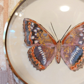 Lijstje goud met geschilderde vlinder