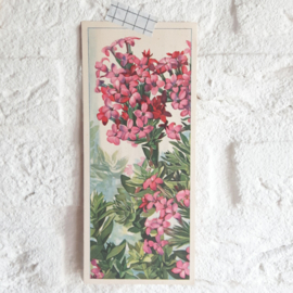 Set plaatjes vetplanten