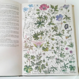 Thieme's flora in kleuren