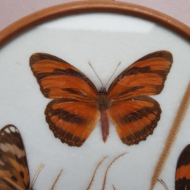 Lijstje van hout met vlinders