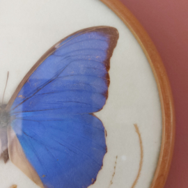 Vlinder vintage Morpho houten lijst
