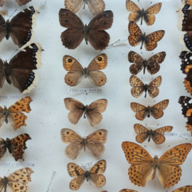 Vitrinekastje vintage vlinders
