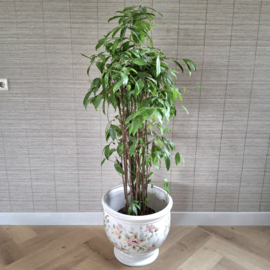 Pot aziatisch bloemen