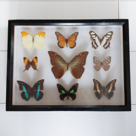 Vintage kastje met opgezette vlinders