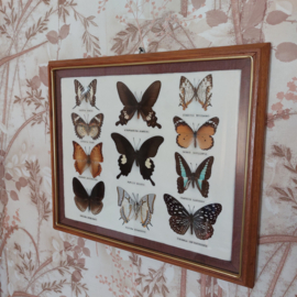 Lijst met verschillende vlinders