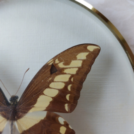 Vlinder geel bruin gouden lijst