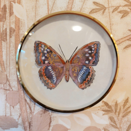 Lijstje goud met geschilderde vlinder
