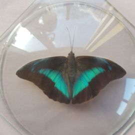 Vlinder in glazen lijstje