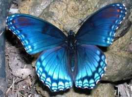 Papillon Animal Totem