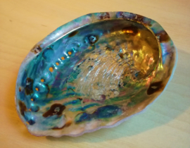 Abalone schelp