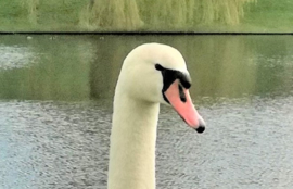 Cygne comme force animale