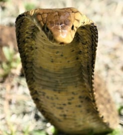 Cobra comme force animale