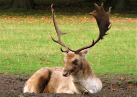 Cerf comme force animale