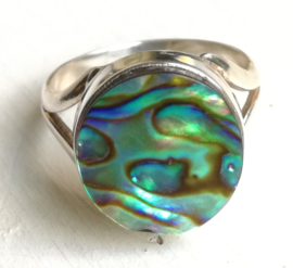 Ring Abalone schelp