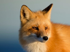 Renard comme force animale
