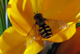 l' Abeille comme force animale