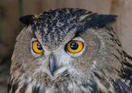 Hibou comme force animale