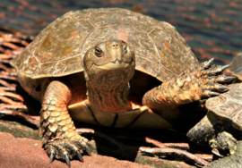 Schildpad als krachtdier