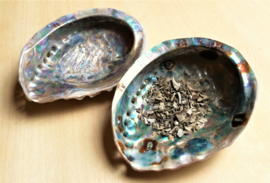 Abalone schelp groot