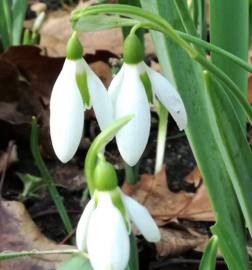 Imbolc 1-2 Février