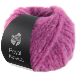 Royal Alpaca 06