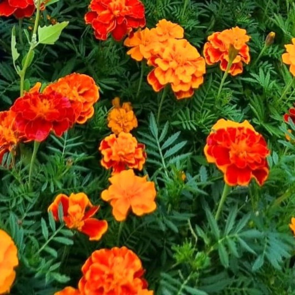 Bedankje | bloemzaadjes | Afrikaantjes | Bedankt voor alles + naam