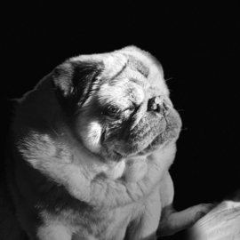 Fotostickers rond [glanzend] 5 cm | verkrijgbaar vanaf 10 stuks