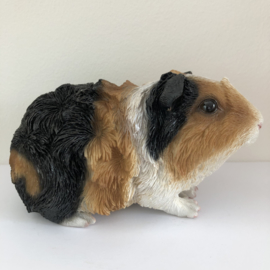 Cavia Beeld | Punkie