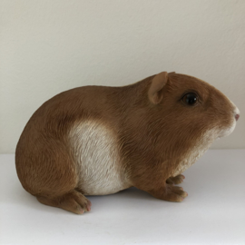 Cavia Beeld | Knabbel