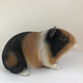 Cavia Beeld | Bontje