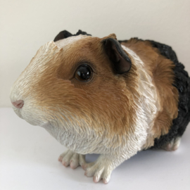 Cavia Beeld | Punkie