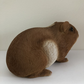 Cavia Beeld | Knabbel