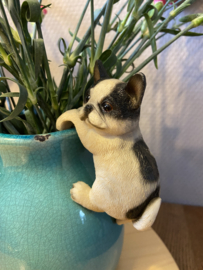 Pothanger | Hondje