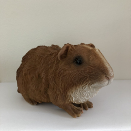 Cavia Beeld | Punkie Sammie