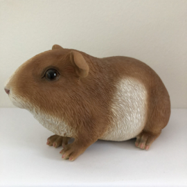 Cavia Beeld | Knabbel