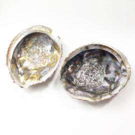 Abalone schelp