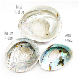 Abalone shell