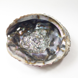 Abalone schelp