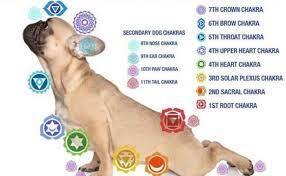 alle honden chakra's op een rij edelsteen tips by-sas