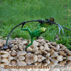 Beeld groene regenwoudkikkers BBW0981BR