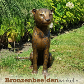 Bronzen luipaard zittend BBW1138
