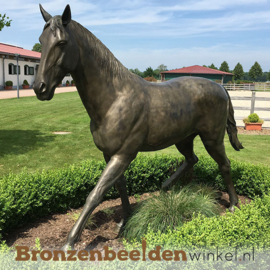 Levensecht bronzen paard "Baleno" BBW883475