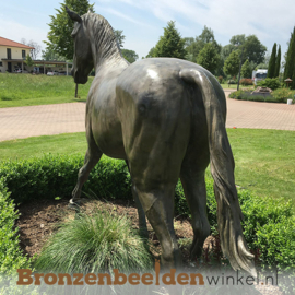 Levensecht bronzen paard "Baleno" BBW883475