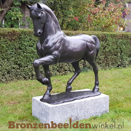 Bronzen beeld dressuurpaard BBW1047br